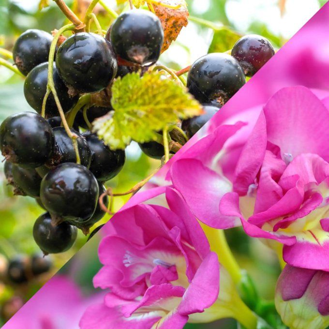 Fondant parfumé Cassis Freesia 