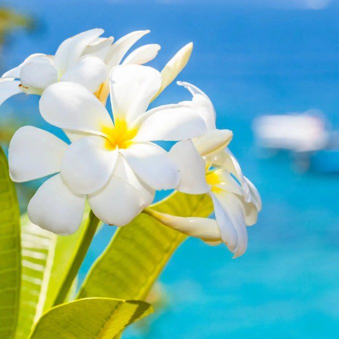 Fondant parfumé MonoÏ