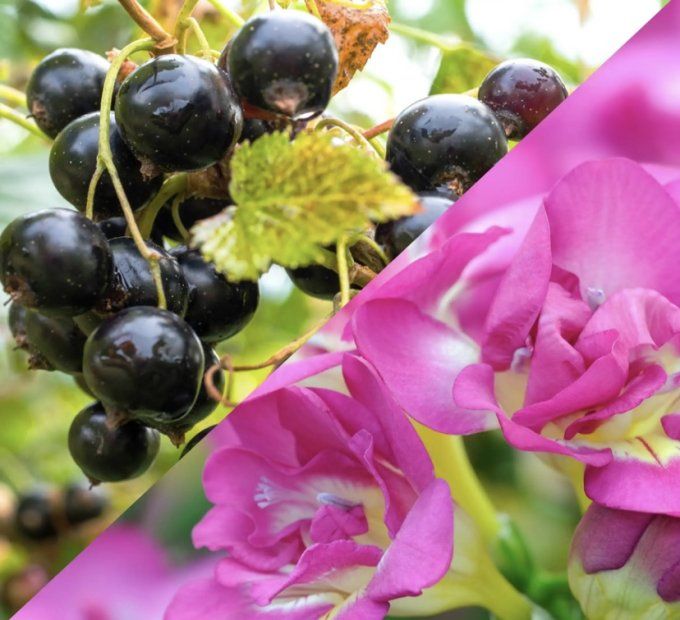 Fondant parfumé Cassis Freesia